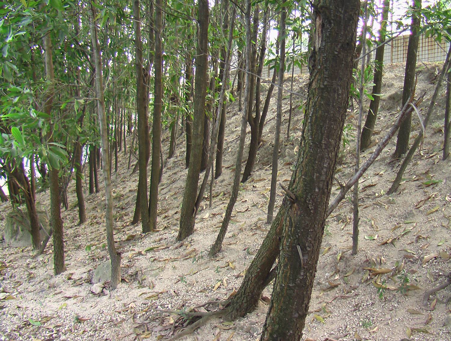 定向越野知识4植被符号及实例详解