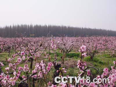 羊寨桃花源