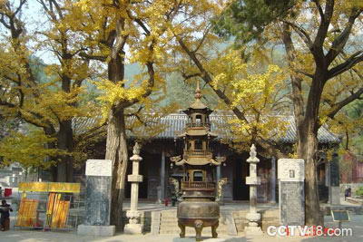 禅林寺古银杏风景园风景图