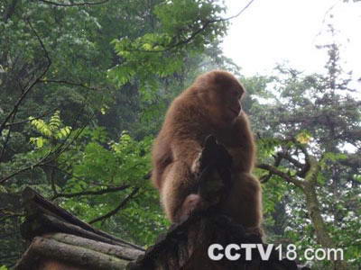 峨眉山灵猴