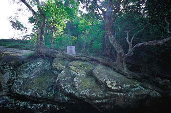 十万大山国家森林公园