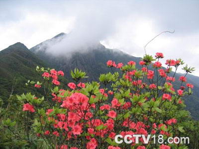 姑婆山国家森林公园